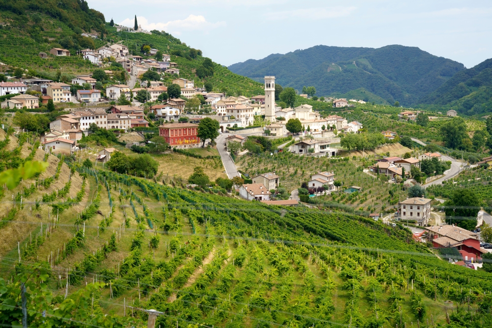 Winnice prosecco na wzgórzach pod Coneglianem, wioska z dzwonnicą wśród rzędów krzewów