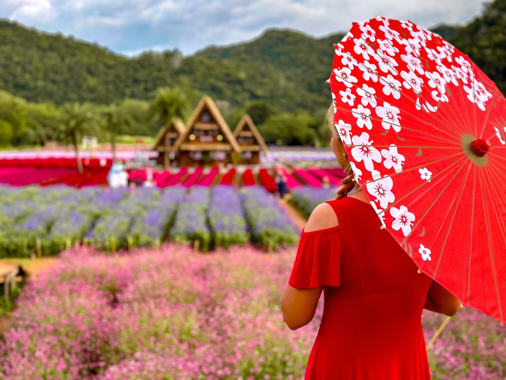 Turystka przed kwietnymi polami Hokkaido Flower Park w Khao Yai