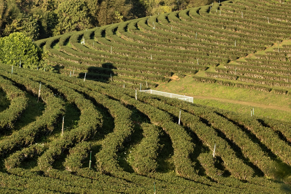 Tarasy plantacji herbaty na wzgórzach w prowincji Chiang Rai