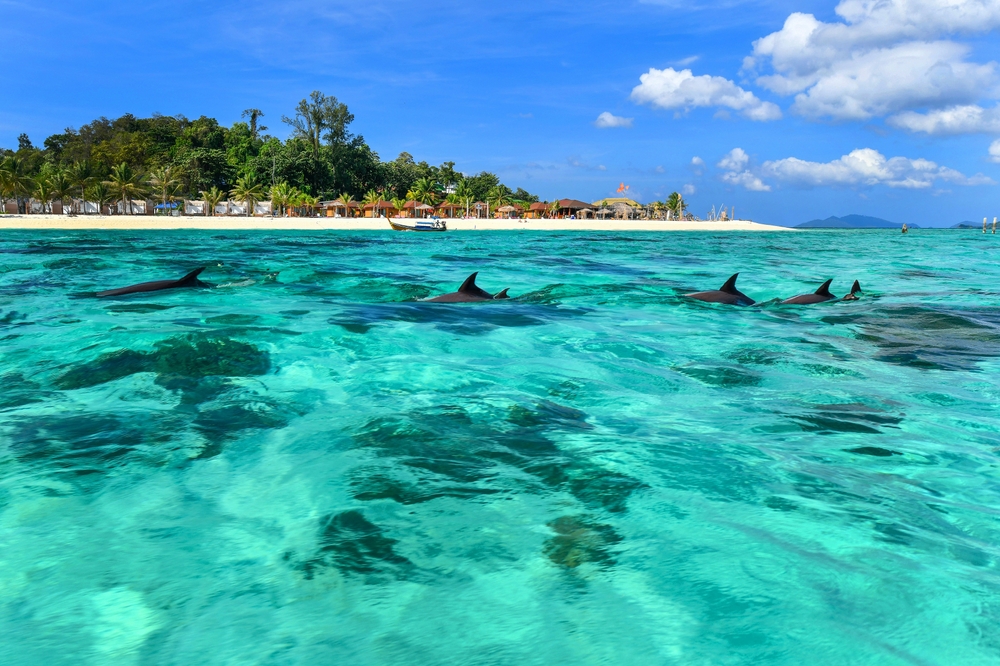 Delfiny przy białej plaży w archipelagu Koh Lipe