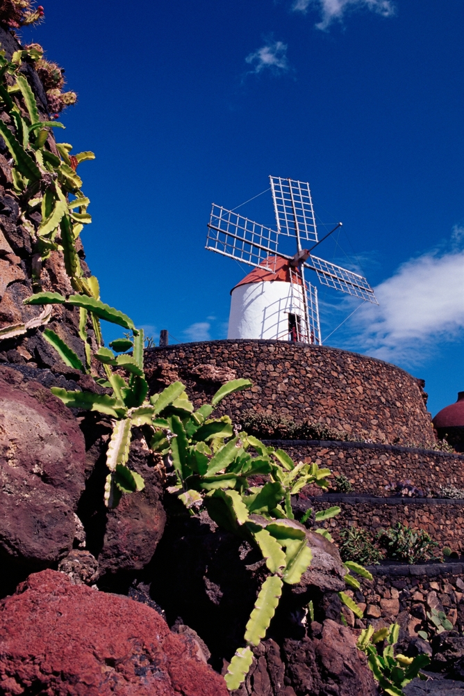 Kaktusy i odrestaurowany wiatrak w Jardín de Cactus na Lanzarote