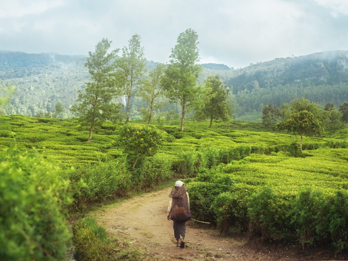 Zbieraczka herbaty idzie ścieżką przez plantację w Nuwara Eliya