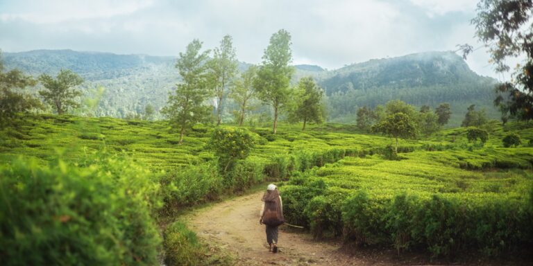 Zbieraczka herbaty idzie ścieżką przez plantację w Nuwara Eliya