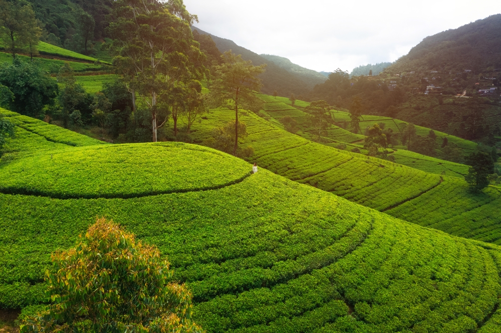 Zielone tarasy plantacji herbaty w Nuwara Eliya z lotu ptaka