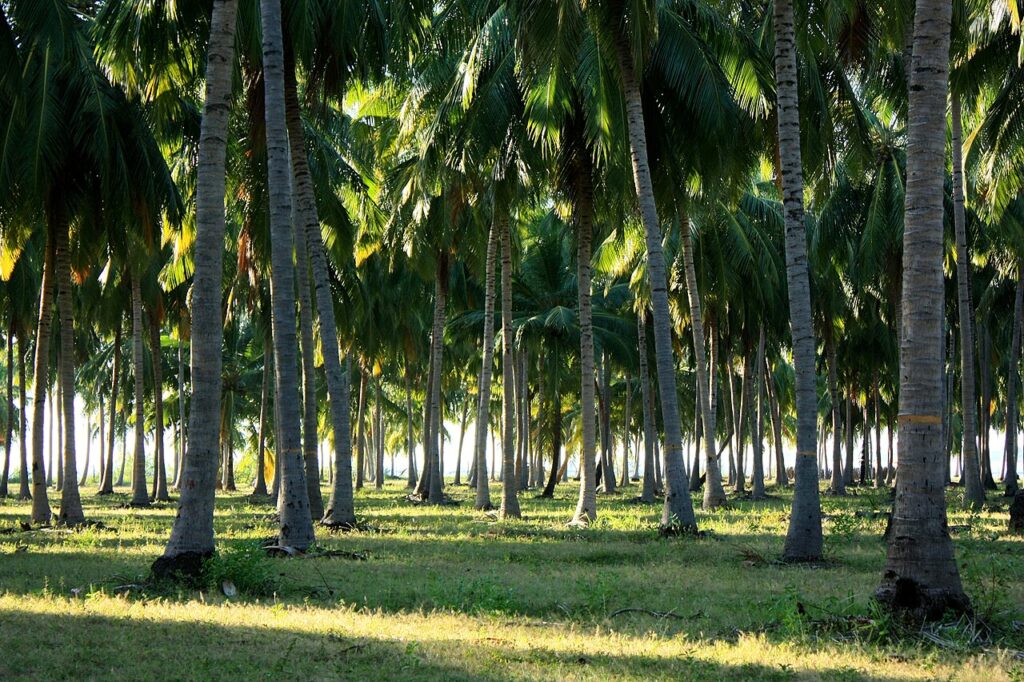 Gaj palm kokosowych z trawą w cieniu przy plaży Pasikudah