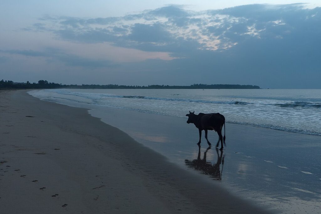 Krowa na płyciźnie plaży Kalkudah o wschodzie słońca