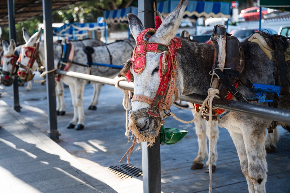 Osiołki burro-taxi na postoju w Mijas Pueblo, czerwone uprzęże i skórzane siodła