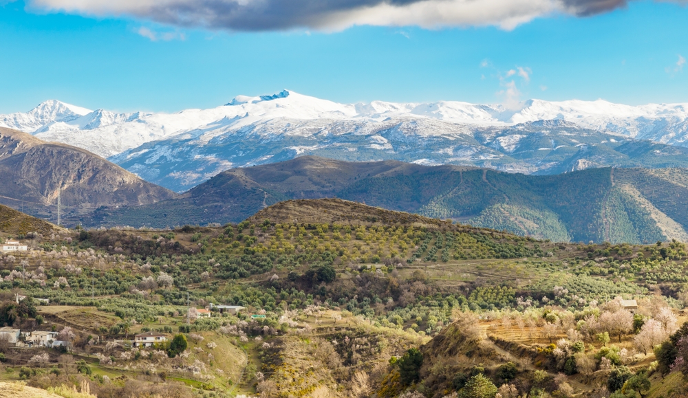 Kwitnące migdałowce nad Grenadą, w tle ośnieżone pasmo Sierra Nevady