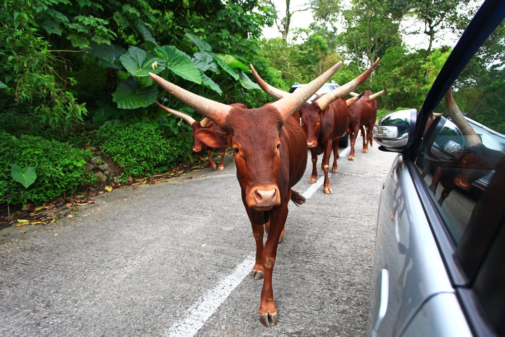 Długorogie bydło watusi idące obok samochodów na trasie Taman Safari w Cisarua