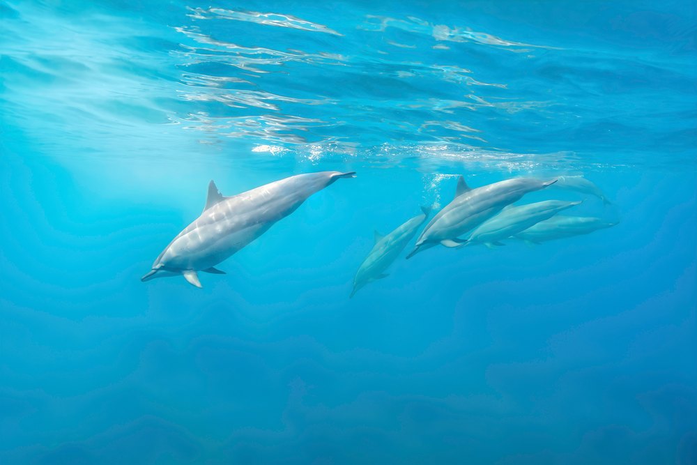 Delfiny długoszczękie u zachodnich wybrzeży Mauritiusa