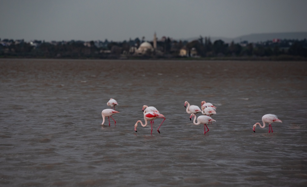 Flamingi brodzące w Jeziorze Słonym w Larnace, w tle niewyraźnie meczet Hala Sultan Tekke