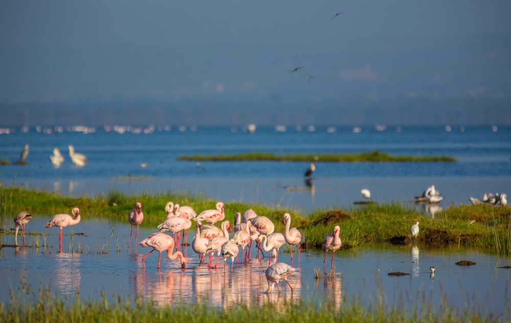 Flamingi brodzące w płytkiej wodzie przy brzegu jeziora Nakuru