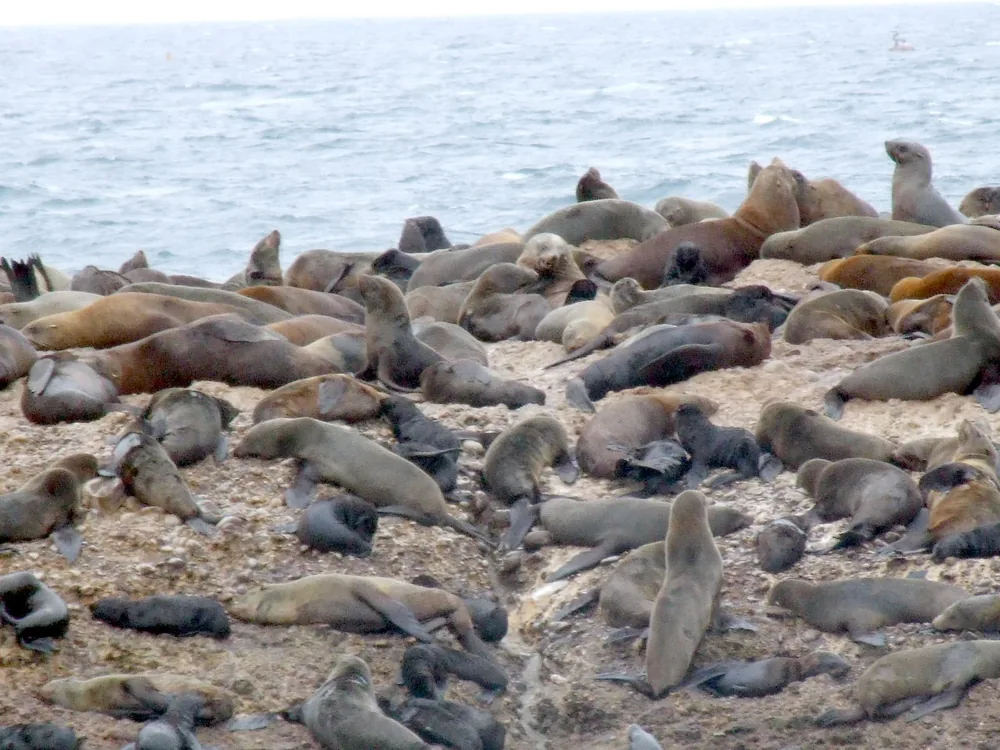 Kolonia fok na Seal Island w zatoce Mossel Bay