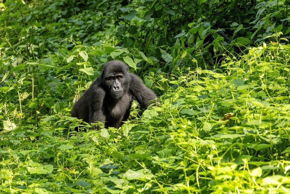 Gorylica górska siedząca w gęstej zieleni Lasu Nieprzeniknionego Bwindi