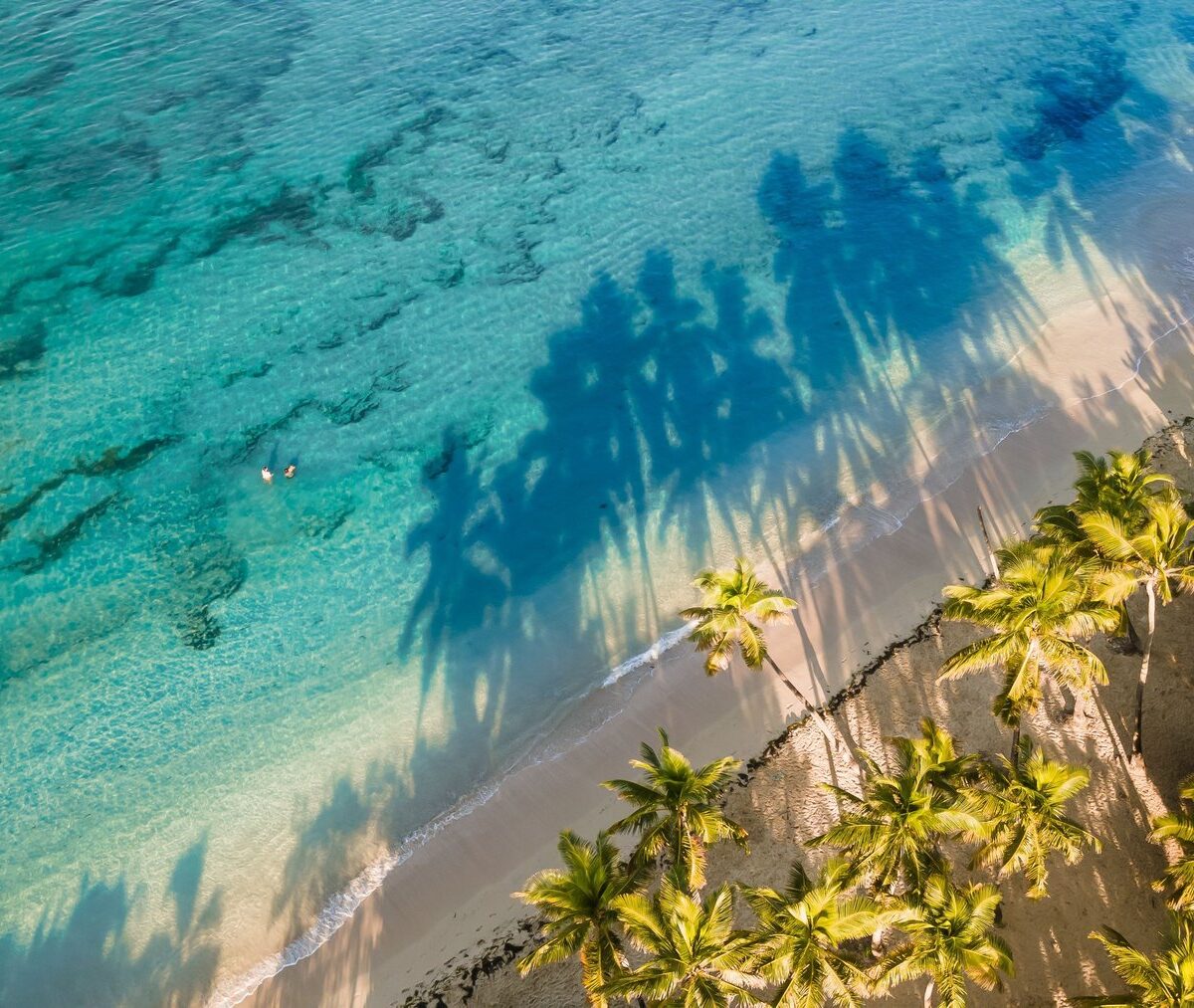 Grande Anse des Salines z lotu ptaka, palmy rzucają cień na plażę i płytką wodę