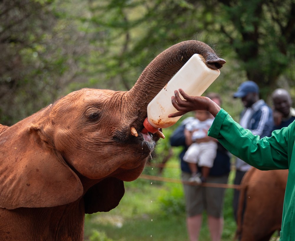 Słoniątko pije mleko z butelki w sierocińcu Sheldrick w Nairobi