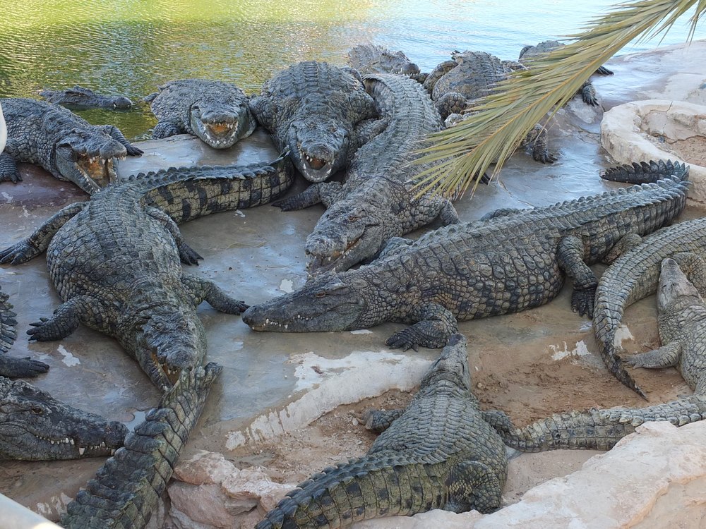 Krokodyle nilowe wygrzewające się na skałach nad wodą na farmie w parku Djerba Explore