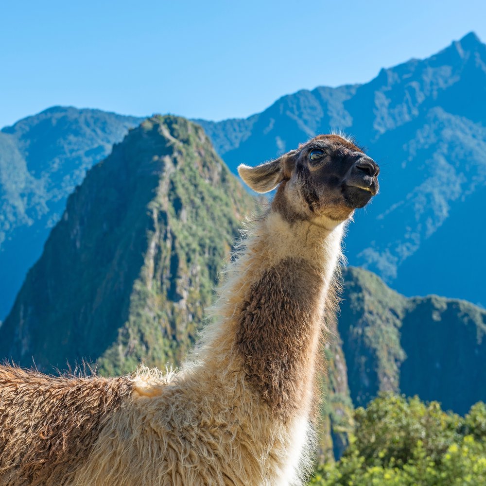 Lama na tle górskich szczytów przy Machu Picchu