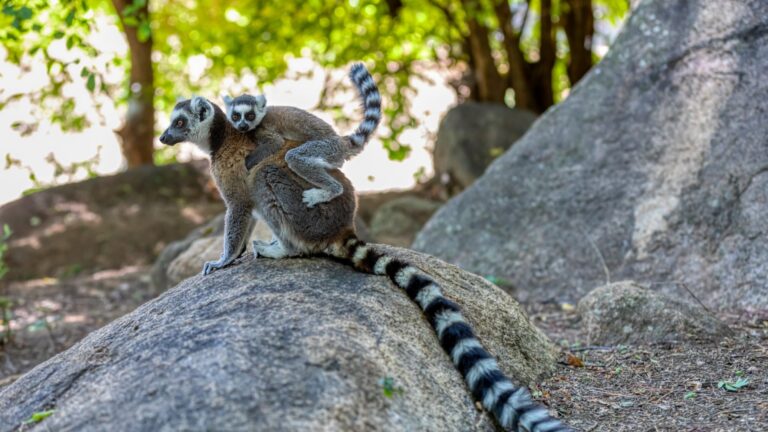 Samica lemura katta z młodym na grzbiecie na skale w rezerwacie Anja na Madagaskarze