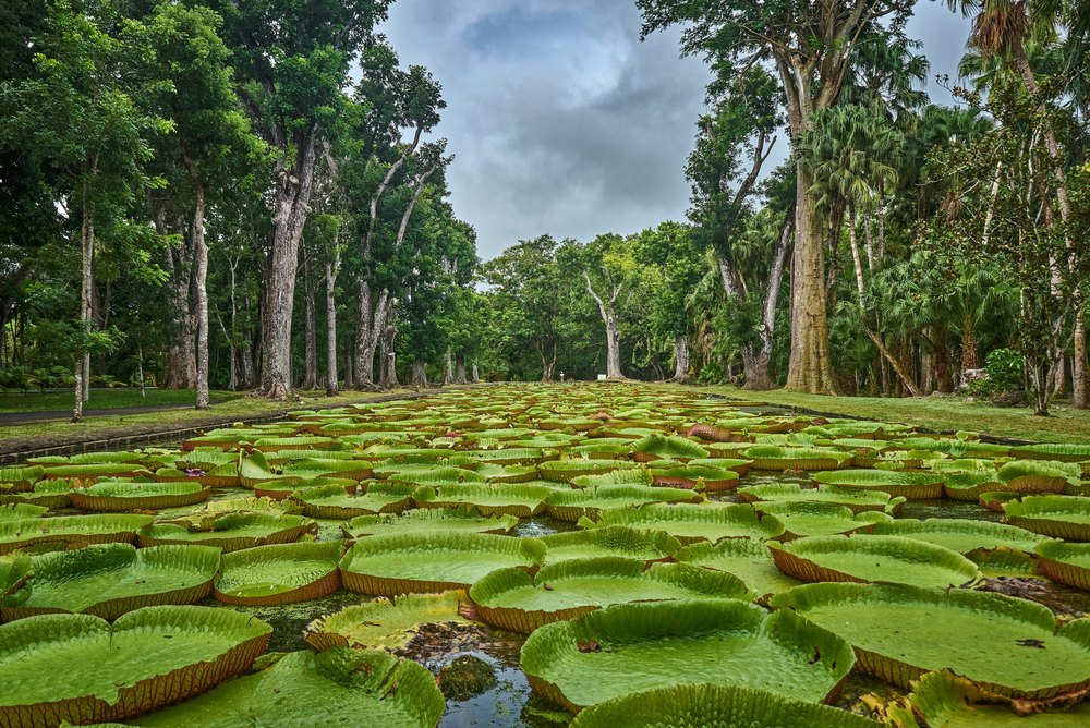 Staw z liliami wiktorii w ogrodzie botanicznym w Pamplemousses