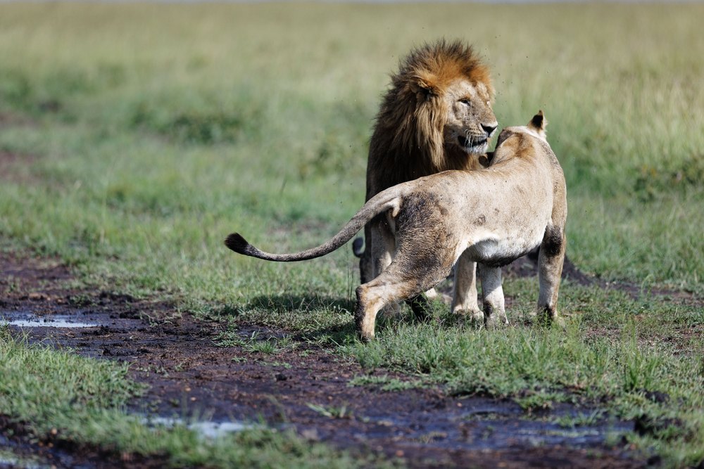 Lew i lwica na trawie w Rezerwacie Masai Mara