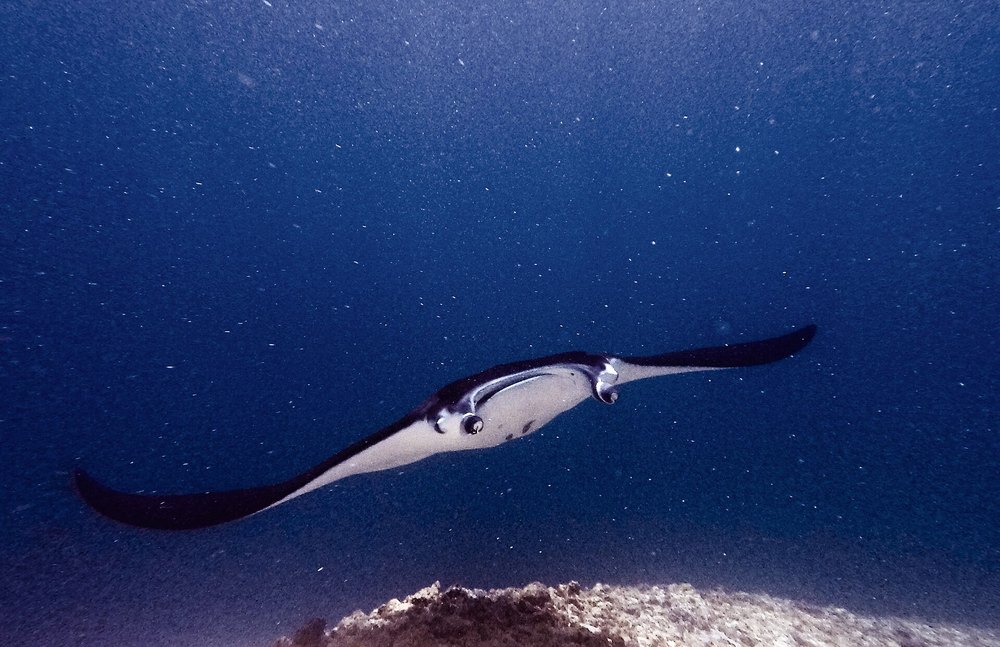 Manta płynąca nad rafą w Manta Point w Parku Narodowym Komodo