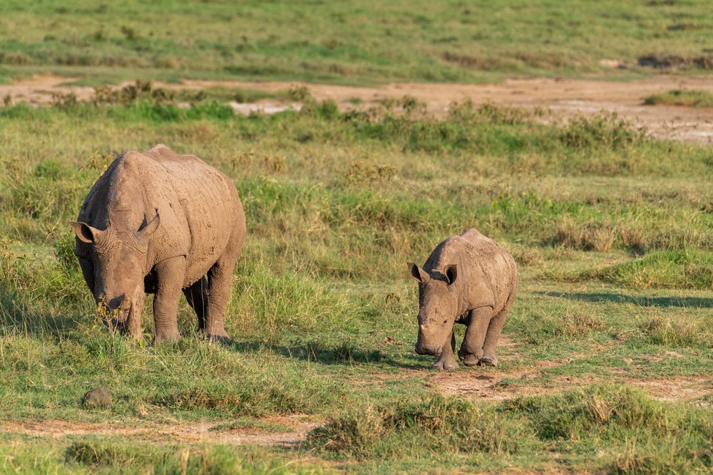 Dwa nosorożce białe pasące się na trawiastej równinie Lake Nakuru