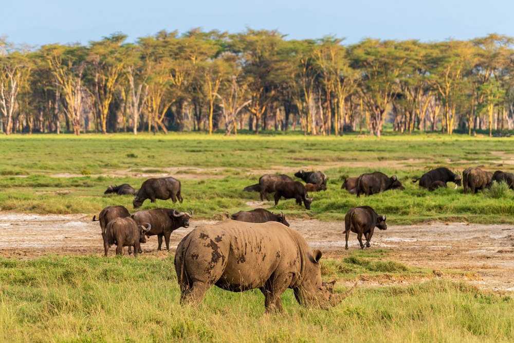 Nosorożec biały i stado bawołów przed lasem akacji w Lake Nakuru