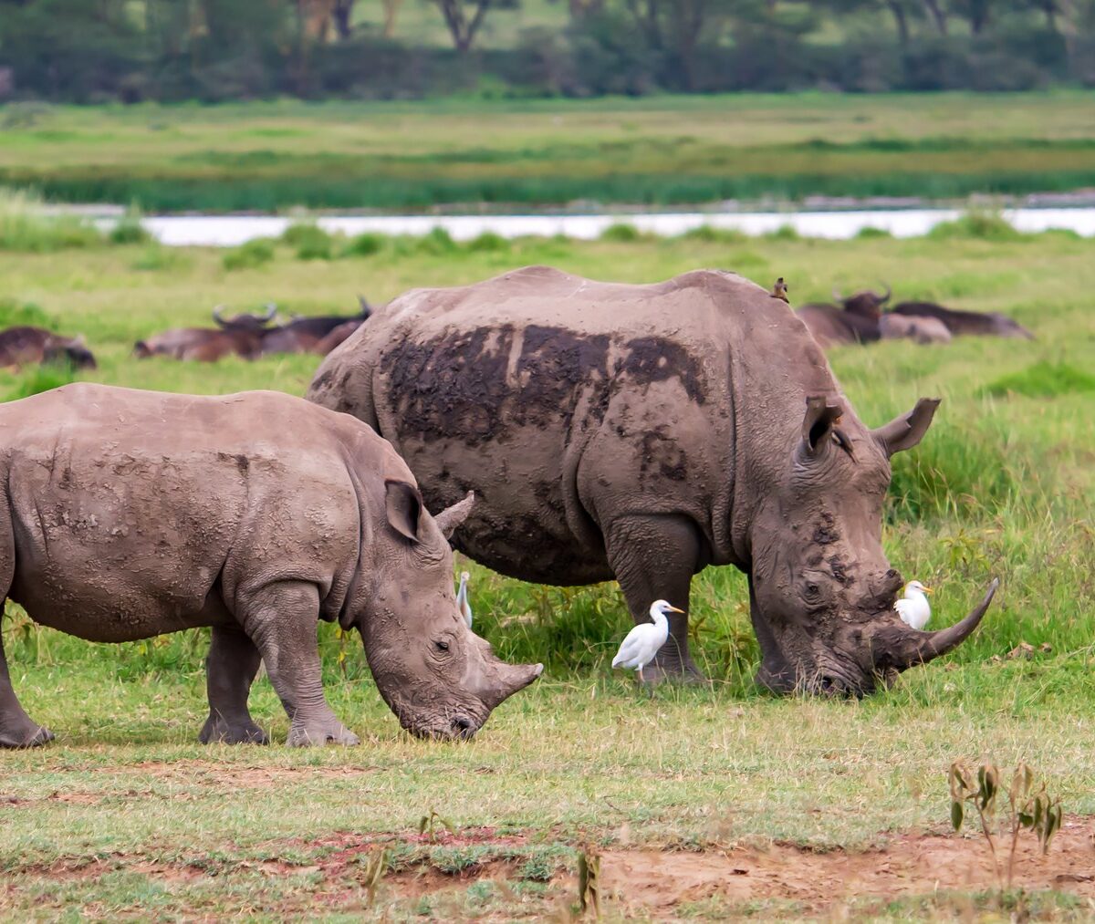 Nosorożec biały z młodym na trawie nad jeziorem Nakuru, w tle bawoły