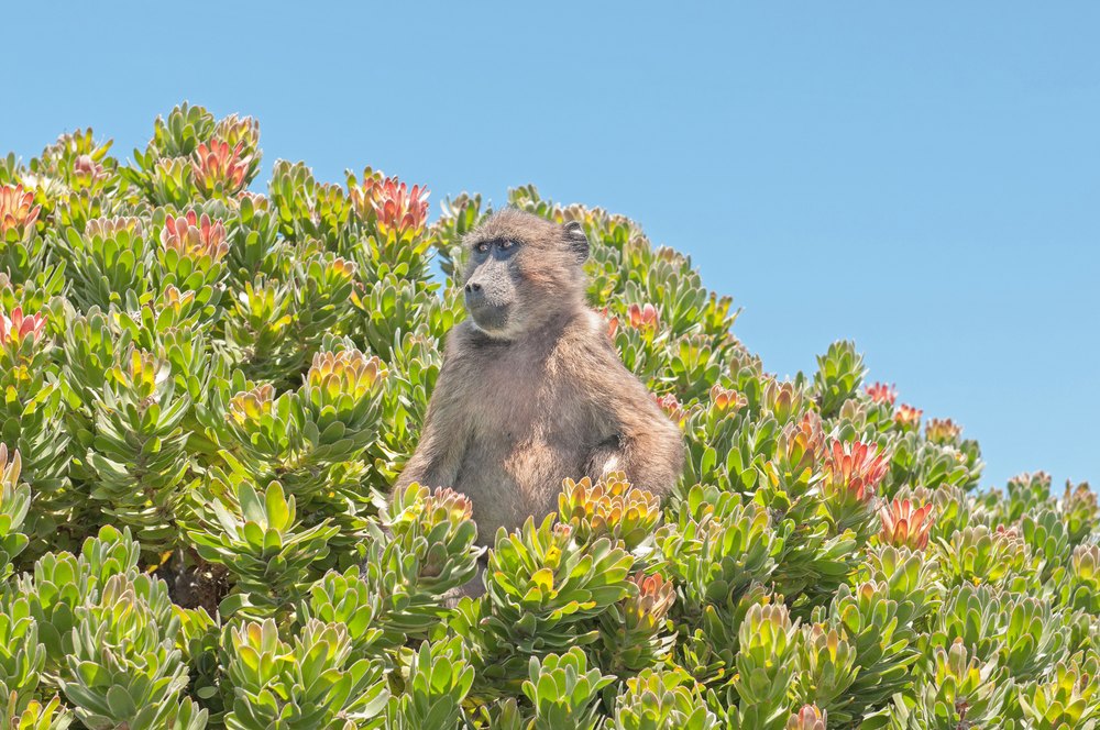 Pawian chacma w kwitnących krzewach protei na Cape Point