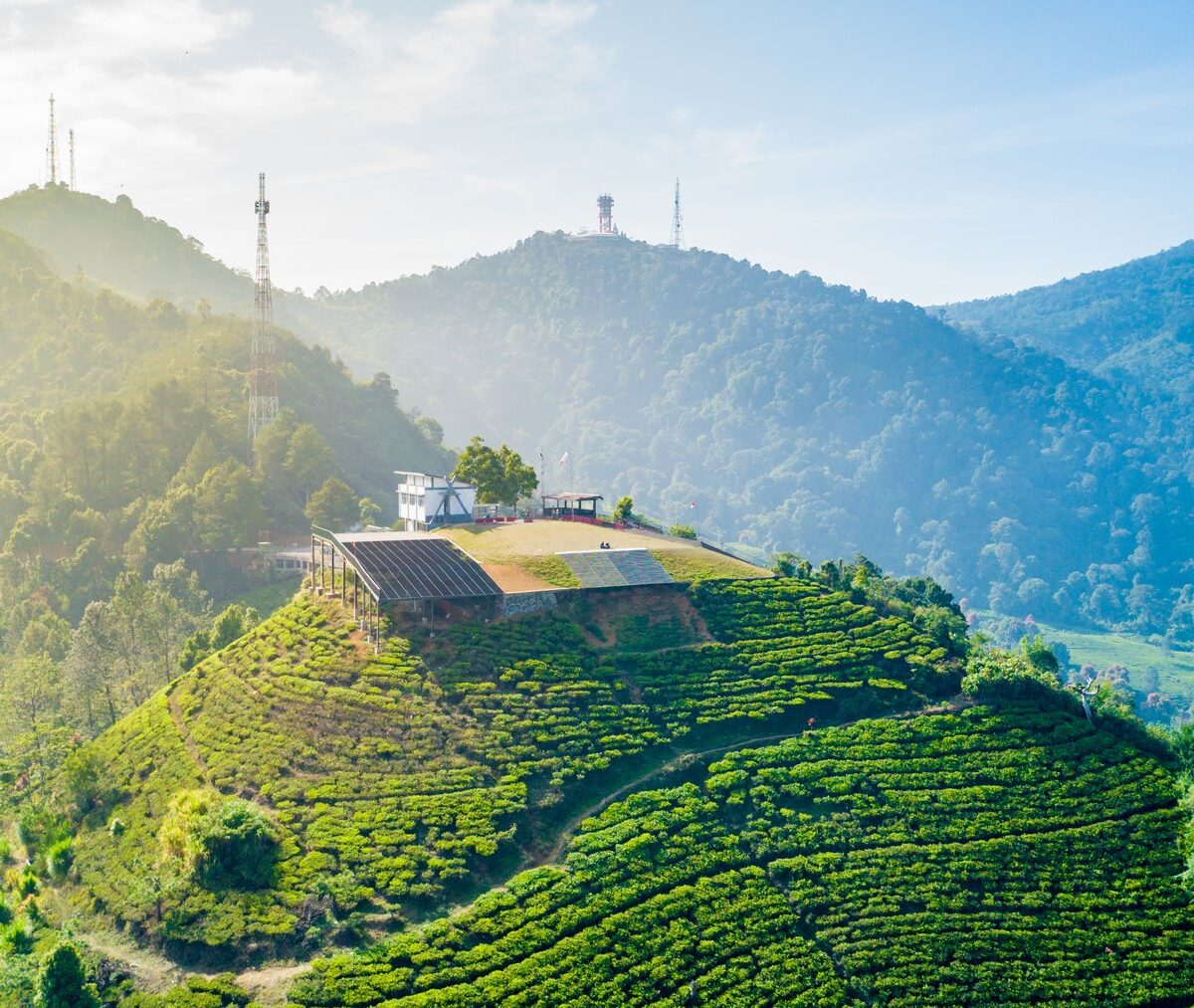 Rzędy krzewów plantacji herbaty Gunung Mas na wzgórzu w rejonie Puncak, z lotu ptaka