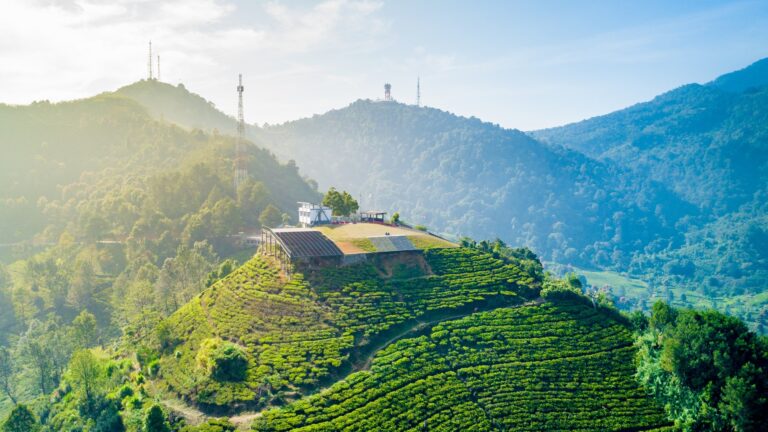 Rzędy krzewów plantacji herbaty Gunung Mas na wzgórzu w rejonie Puncak, z lotu ptaka