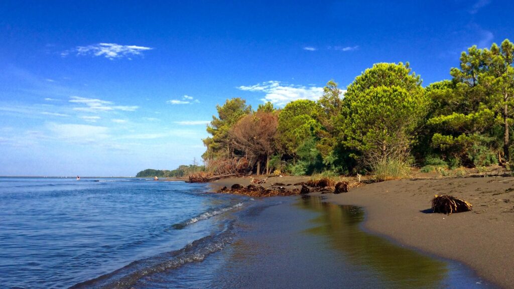 Piaszczysta plaża w Velipojë przy ujściu Buny z sosnami nad brzegiem