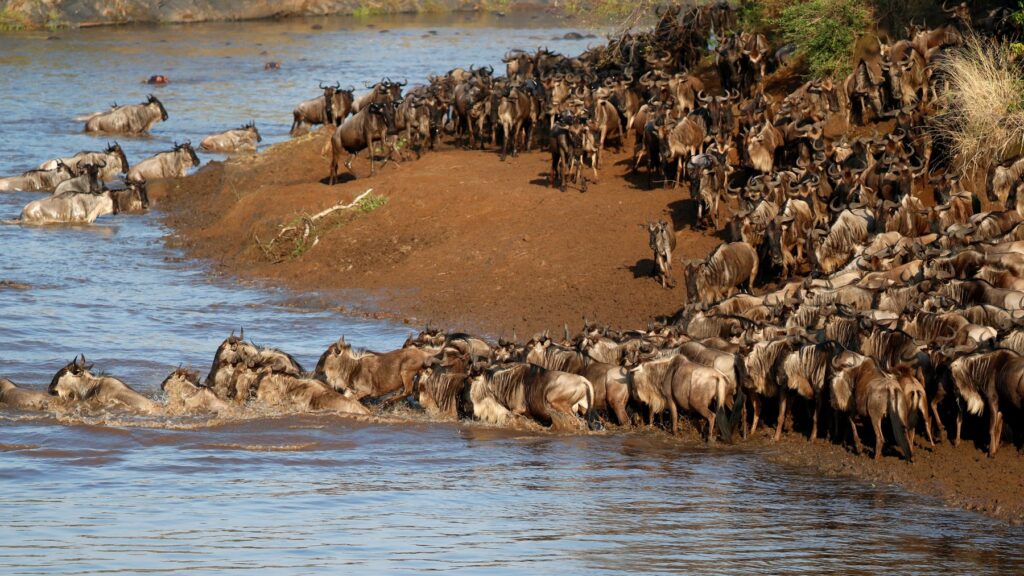 Gnu stłoczone na brzegu rzeki Mara podczas przeprawy w Masai Mara