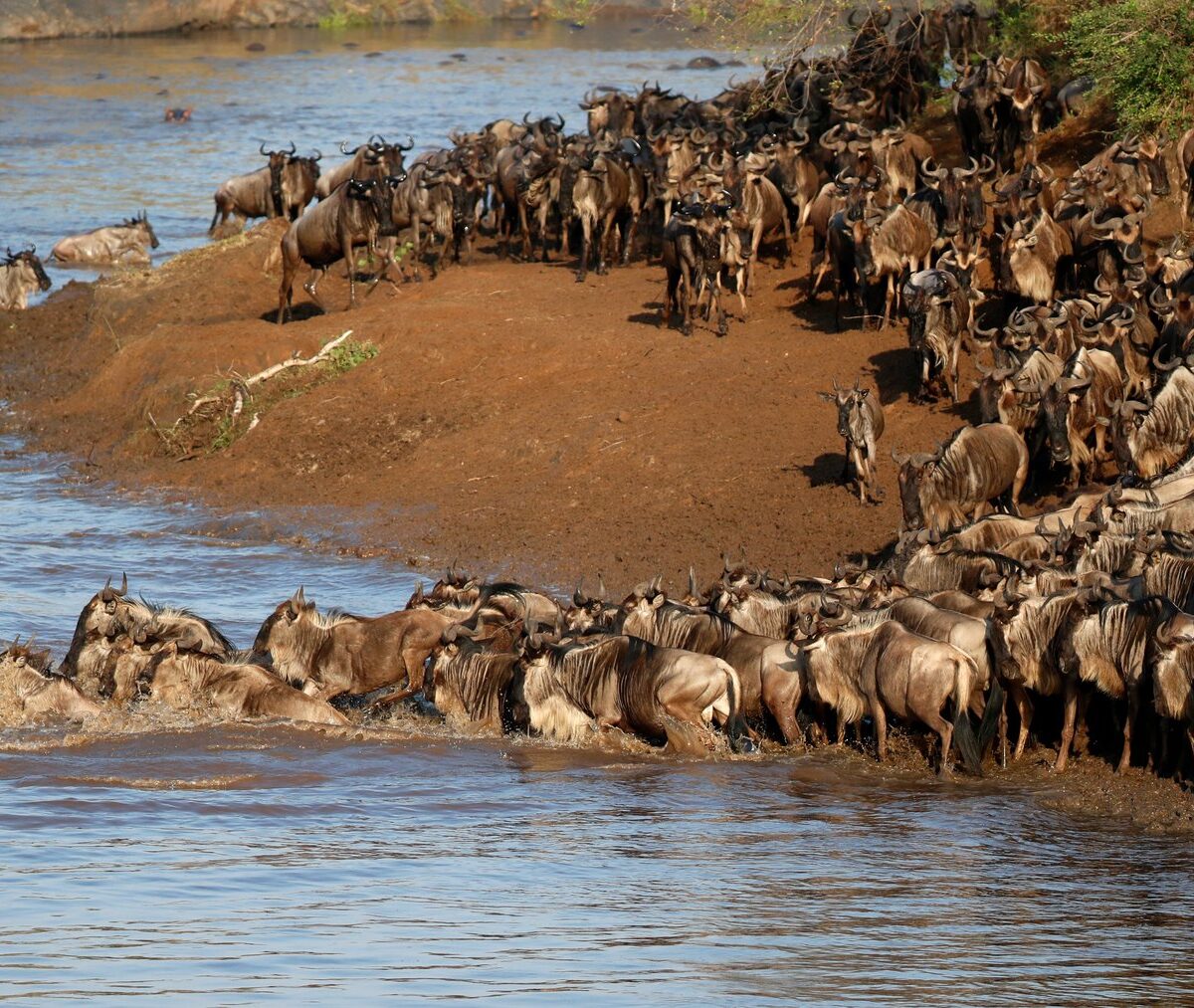 Gnu stłoczone na brzegu rzeki Mara podczas przeprawy w Masai Mara