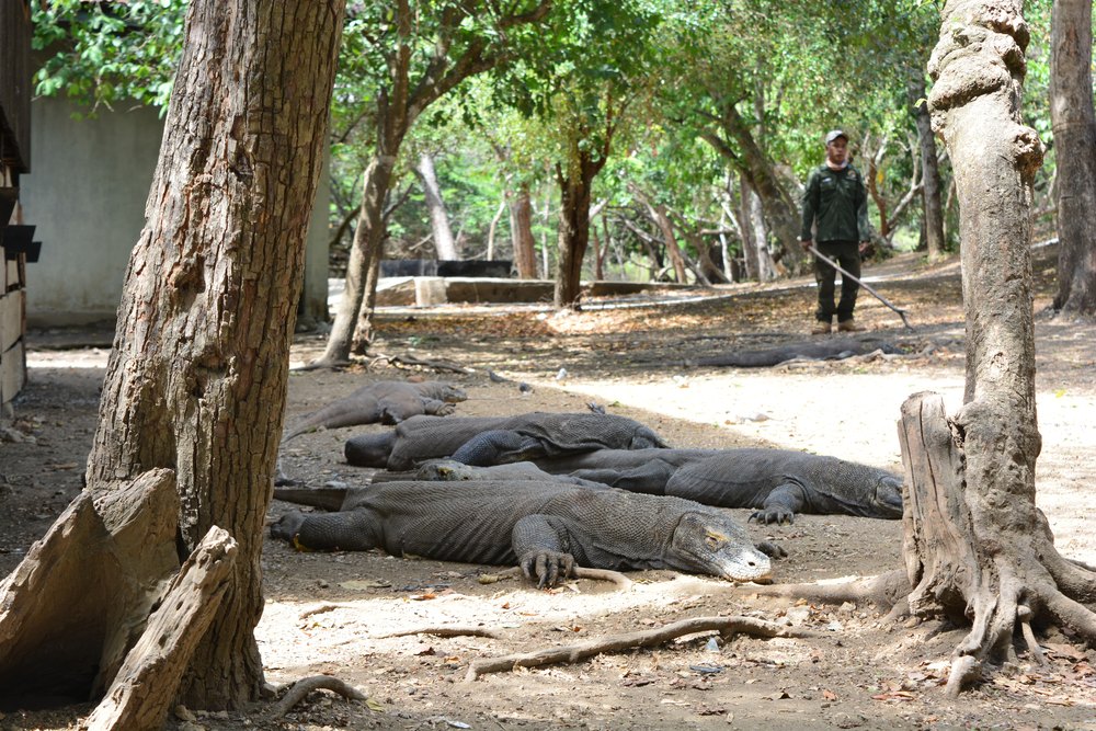 Ranger parku i warany z Komodo w cieniu drzew na wyspie Rinca
