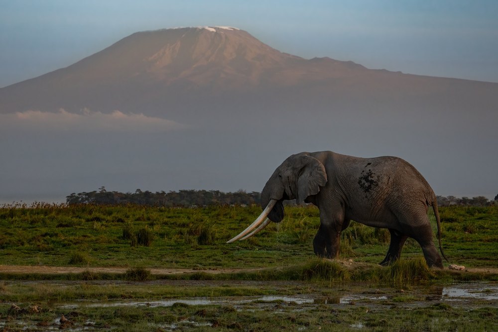 Słoń z długimi ciosami na bagnach Amboseli, w tle Kilimandżaro