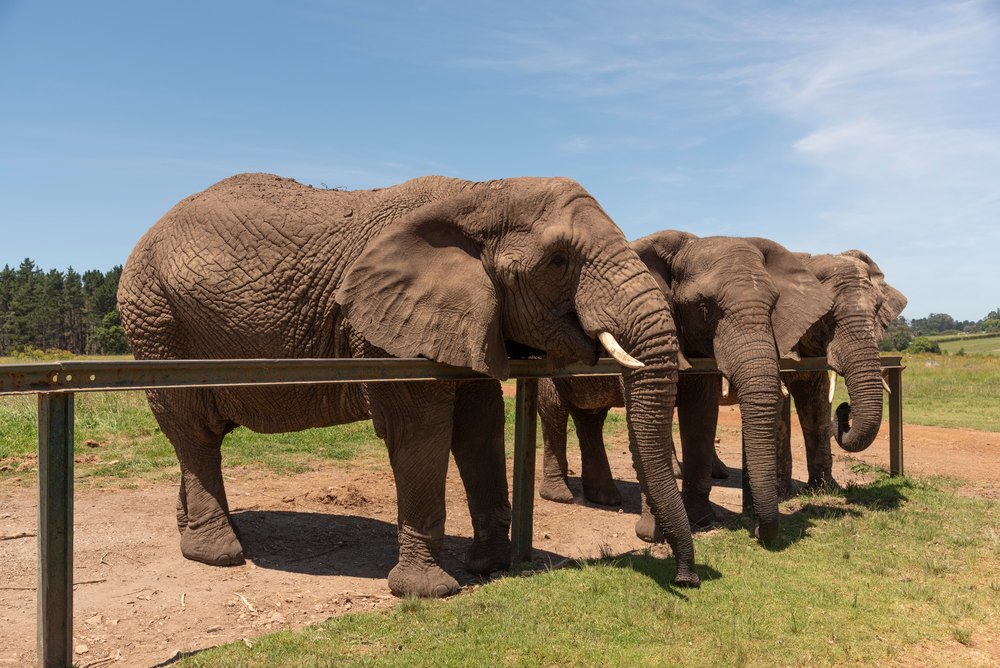 Słonie przy drewnianej barierce w Knysna Elephant Park