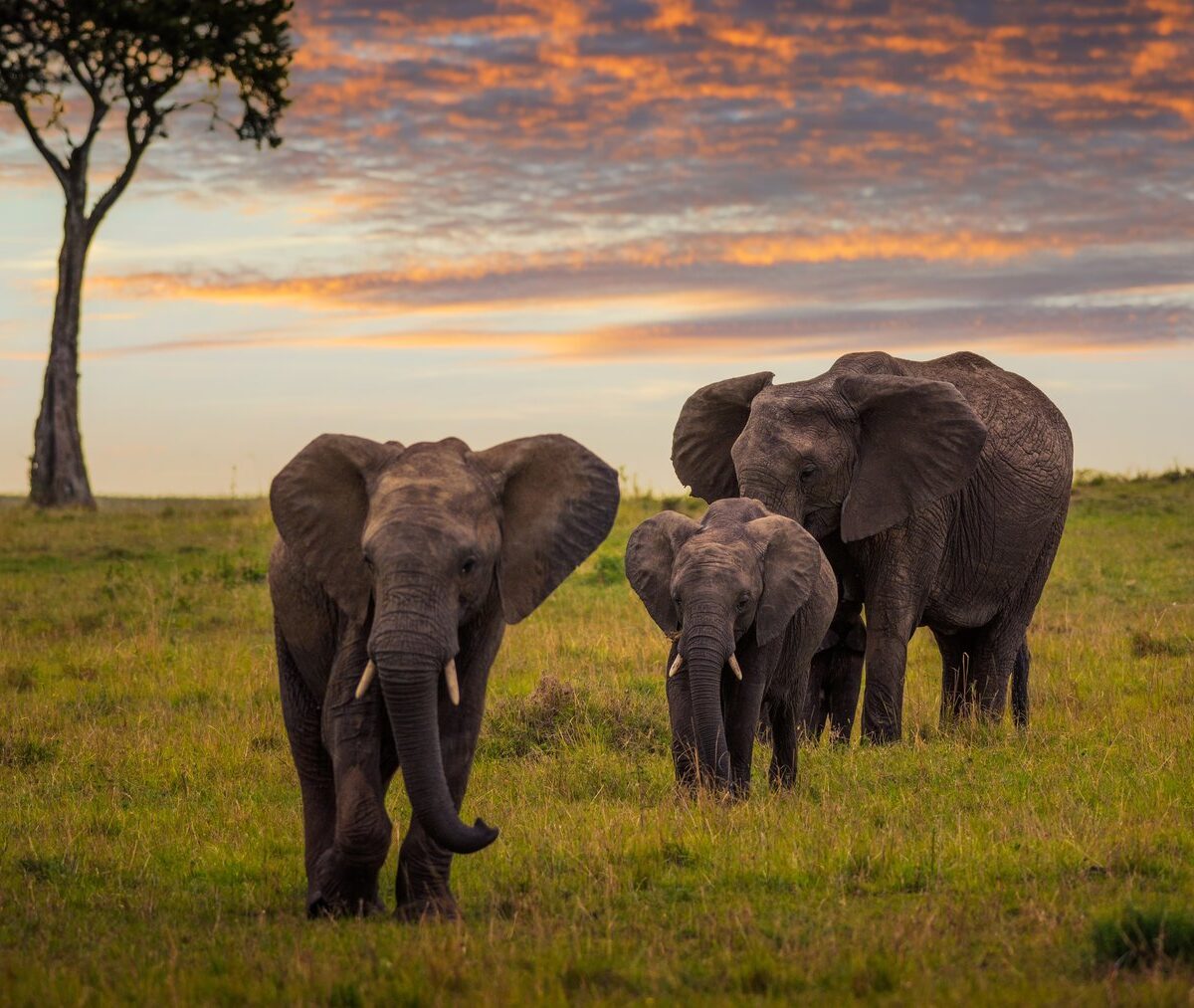 Słonica z dwójką młodych na trawiastej sawannie Masai Mara o zachodzie