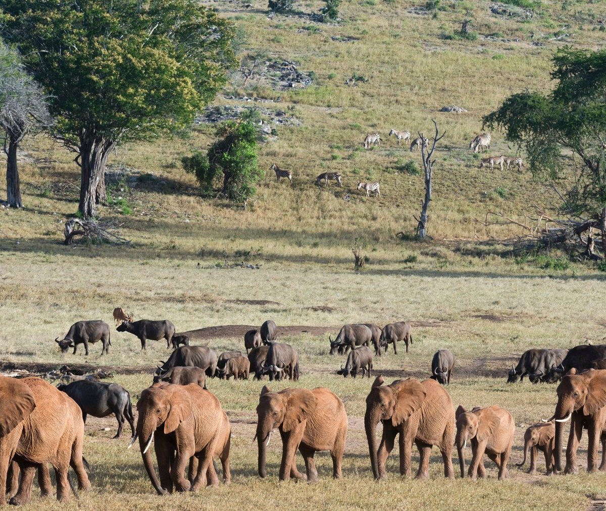 Stado słoni i bawołów idące do wodopoju w Parku Tsavo