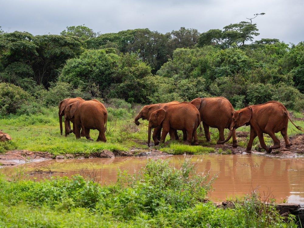 Młode słonie przy błotnistym stawie w sierocińcu Sheldrick w Nairobi