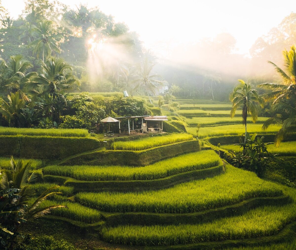 Tarasy ryżowe Tegallalang na północ od Ubud w porannym słońcu, z lotu ptaka
