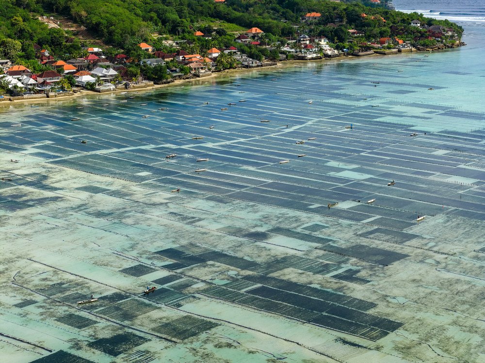 Poletka uprawy wodorostów na płyciźnie przy brzegu Nusa Lembongan