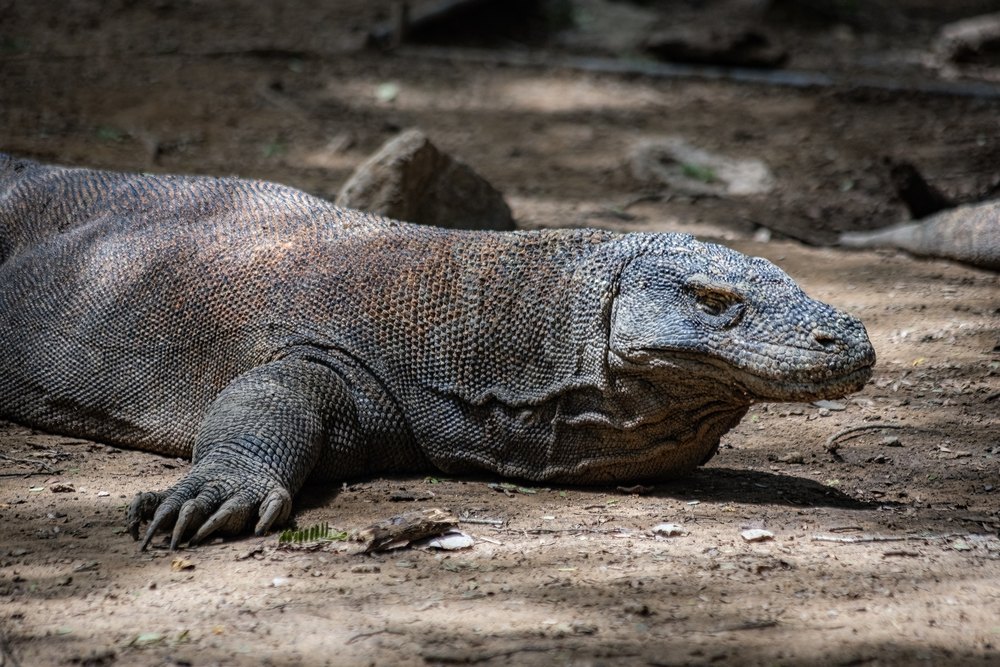 Waran z Komodo leżący na ziemi w Parku Narodowym Komodo