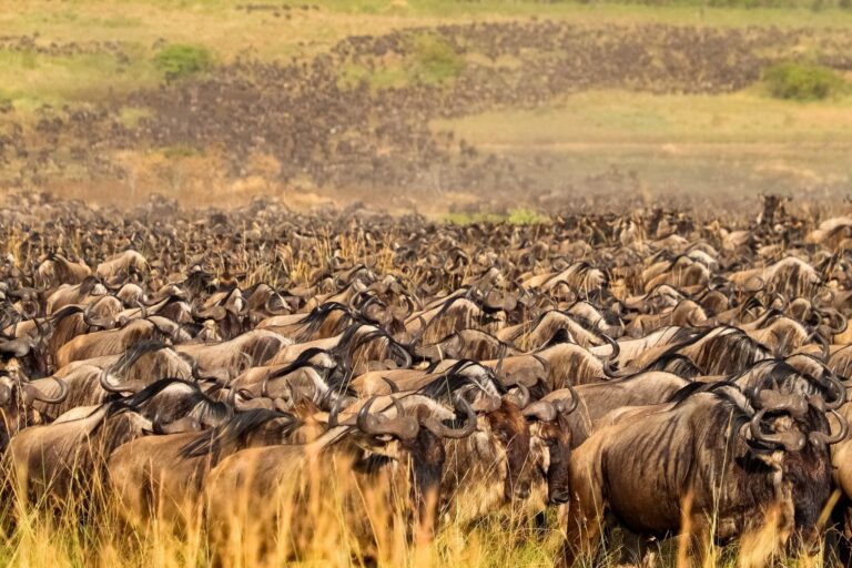 Gęste stado gnu w wysokiej trawie sawanny podczas wielkiej migracji w Kenii