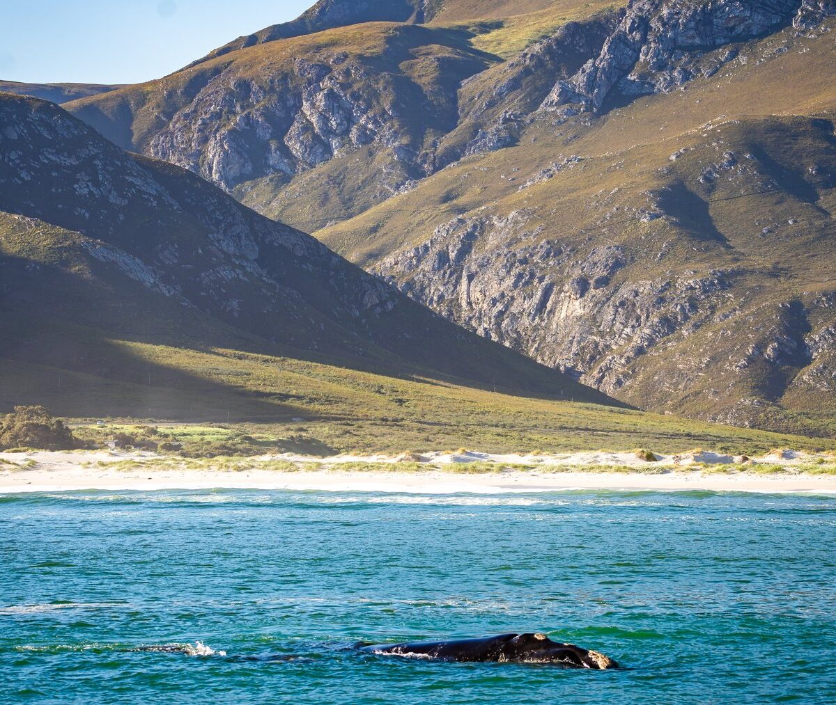 Wieloryb w zatoce Walker Bay pod górami Hermanus