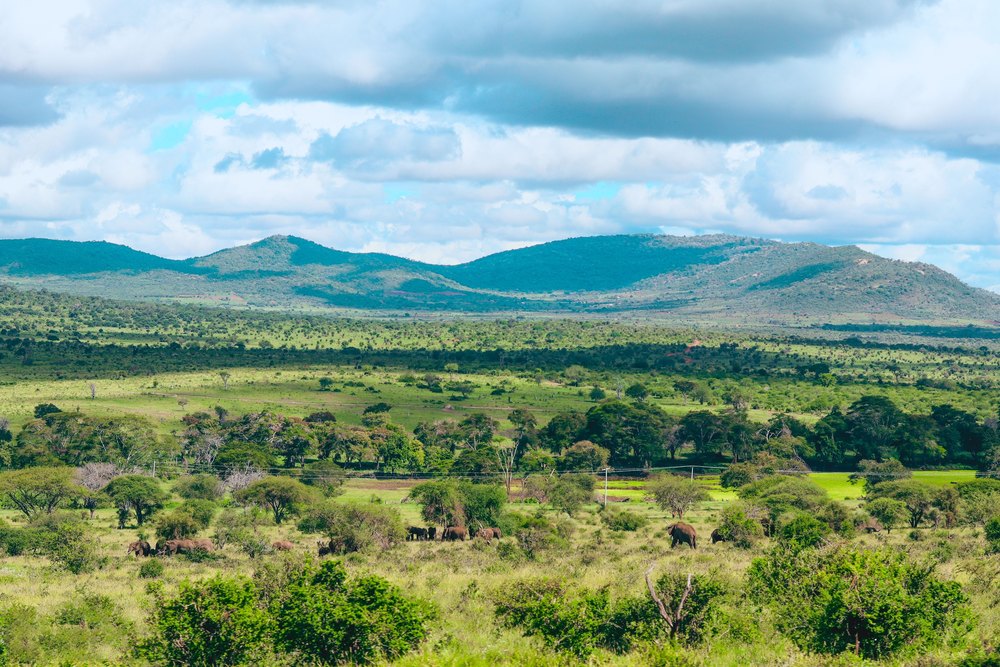 Zielona sawanna u stóp wzgórz Taita na skraju Tsavo
