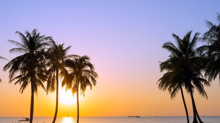 Sylwetki palm kokosowych na tle zachodu słońca nad morzem na Long Beach na Phu Quoc