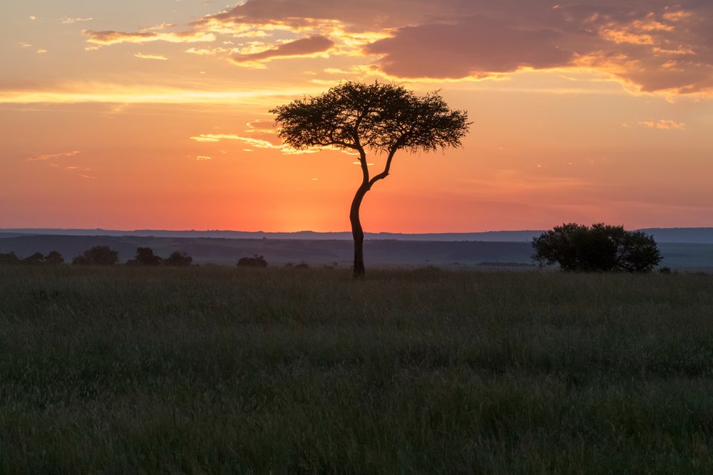 Akacja na tle zachodu słońca nad sawanną Masai Mara
