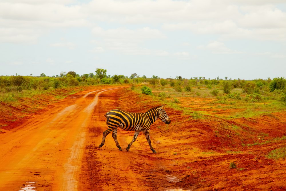 Zebra przechodząca przez czerwoną drogę gruntową w Tsavo